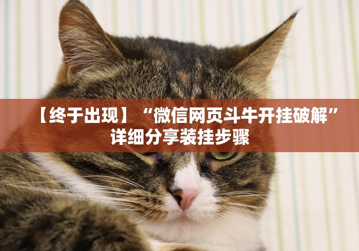 【终于出现】“微信网页斗牛开挂破解”详细分享装挂步骤