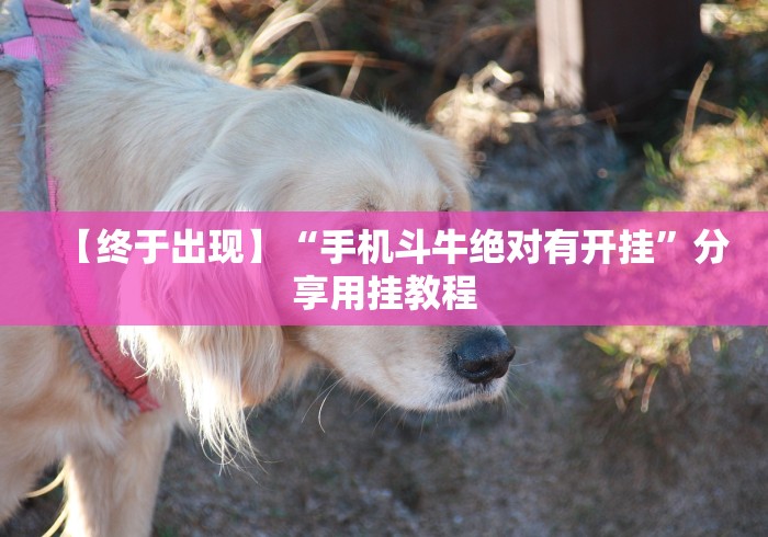 【终于出现】“手机斗牛绝对有开挂”分享用挂教程