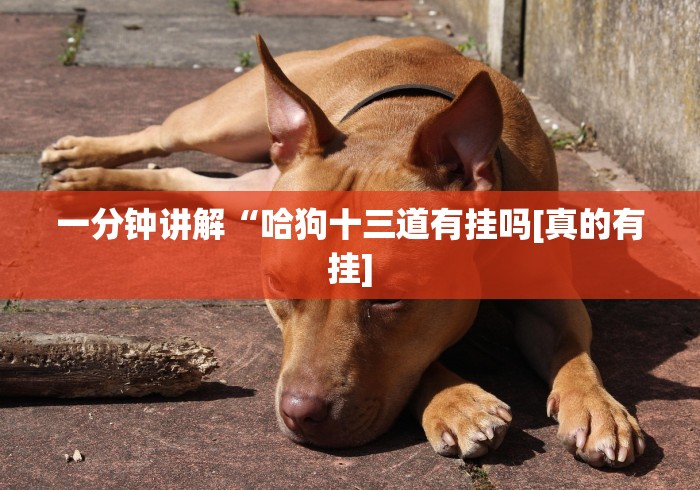 一分钟讲解“哈狗十三道有挂吗[真的有挂]