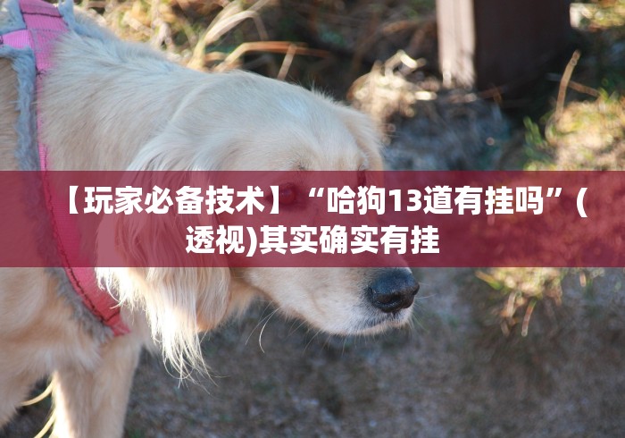 【玩家必备技术】“哈狗13道有挂吗”(透视)其实确实有挂