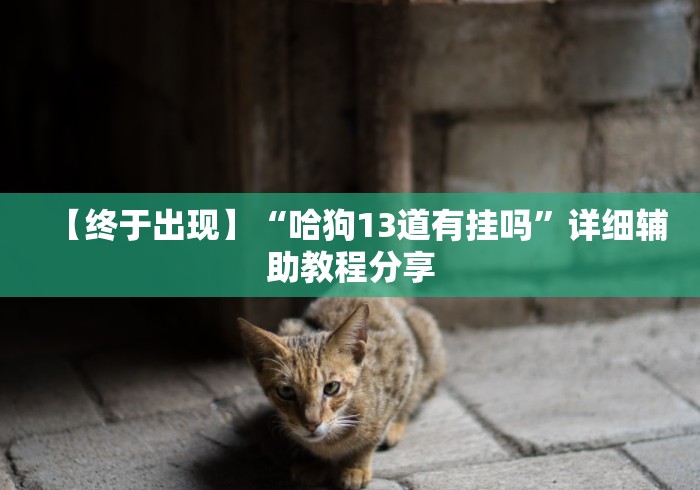 【终于出现】“哈狗13道有挂吗”详细辅助教程分享